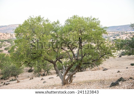 An argan tree in an argan tree plantation in Morocco in the spring.