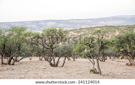 Argan trees growing in an argan tree plantation in Morocco in the spring.