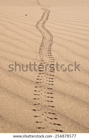 The path of  a scarabee bug on a sand in the Sahara desert in Erg Chegaga in Morocco in Morocco in the spring during a hot sunny day.