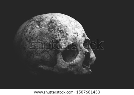 Real old human skull on a black background cranium close up Imagine de stoc © 