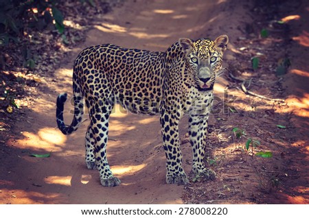 Sri Lankan Endemic Leopard - Panthera Pardus Kotiya. The population of Sri Lankan Leopard is believed to be declining due to threats and no subpopulation is larger than 250 (With Instagram Effect)