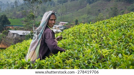 NUWARA ELIYA, SRI LANKA   APRIL 06: A Tamil woman from Sri Lanka breaks tea leaves on tea plantation with the traditional tea plucking method at labookellie, Sri Lanka on 06th April, 2015