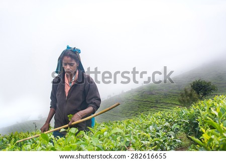 HAPUTALE ,SRI LANKA  MAY 22 - A Tamil woman from Sri Lanka breaks tea leaves on tea plantation with the traditional tea plucking method at haputale, Sri Lanka on 22nd  May, 2015