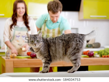 Cat watching to the camera with married couple on the background at the kitchen