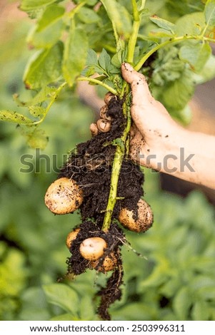 Similar – Foto Bild Frische Ernte Bio Kartoffeln Selbstversorgung