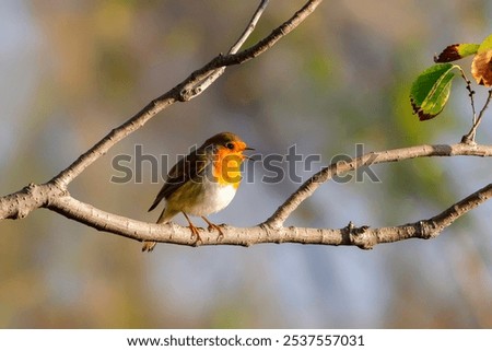 Similar – Image, Stock Photo A robin is on the lookout for a suitable house on a wooden roof. Well, or for another robin.