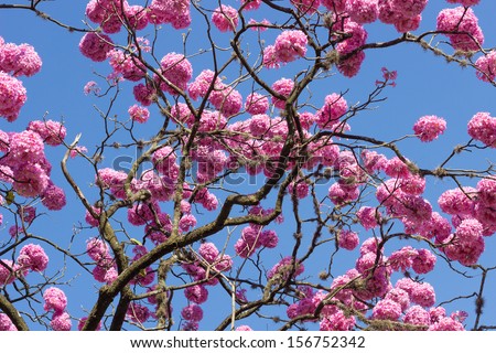 Pink trumpet tree flower blooming in valentine\'s day like sweet dream (Tabebuia rosea, Family Bignoniaceae, common name Pink trumpet, Rosy trumpet, Pink Poui, Pink Tecoma, IpÃ?Âª Rosa, IpÃ?Âª Roxo)