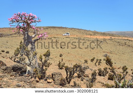 Socotra, Yemen, March, 27, 2014. Bottle trees (desert rose - adenium obesum) on Mumi plateau