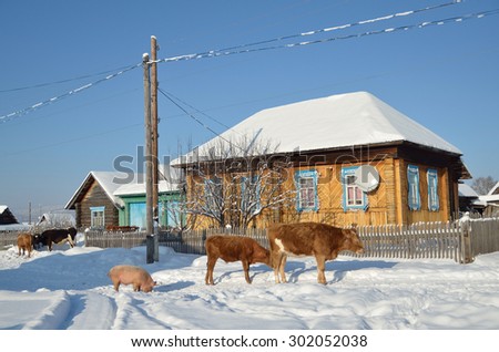 Kaga, Bashkortostan, Russia, January, 03, 2013. Rural life, a cow with a pig on the street in winter