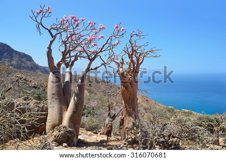 Bottle tree  (desert rose - adenium obesum) on the rocky coast of the Arabian Sea, Socotra