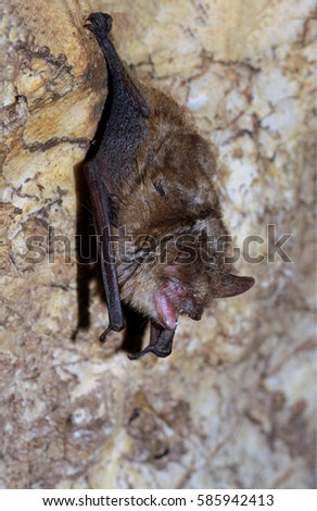 Geoffroy's bat Myotis emarginatus,  species of vesper bat. Imagine de stoc © 