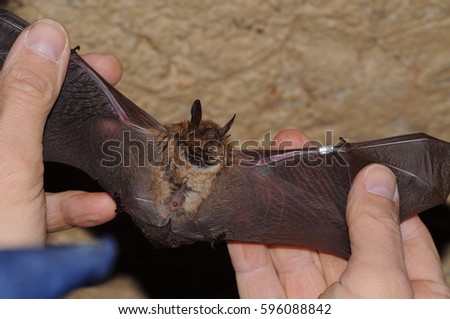 Geoffroy's bat Myotis emarginatus,  species of vesper bat ringing Imagine de stoc © 
