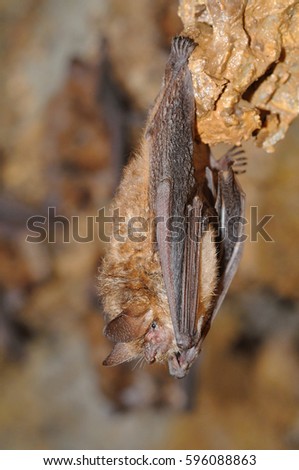 Geoffroy's bat Myotis emarginatus,  species of vesper bat. Imagine de stoc © 