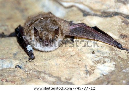 Geoffroy's bat Myotis emarginatus,  species of vesper bat.Ringed Imagine de stoc © 
