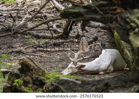 Similar – Image, Stock Photo Albino Deer Forest Nature