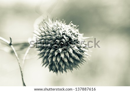seed of a weed in the field