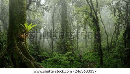 Similar – Image, Stock Photo trees in the forest Tree