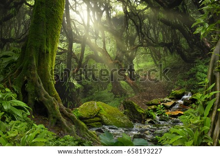 Tropical Jungle