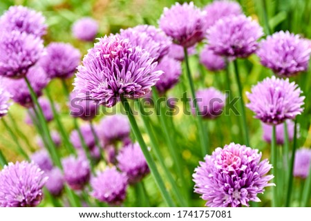 Chives or Allium Schoenoprasum in bloom with purple violet flowers and green stems. Chives is an edible herb for use in the kitchen.                          Foto stock © 