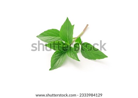 Image, Stock Photo Fresh basil plant in vintage kitchen with tiles sunlit with shadows