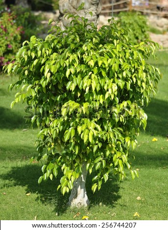 Small ficus tree on the background lawn