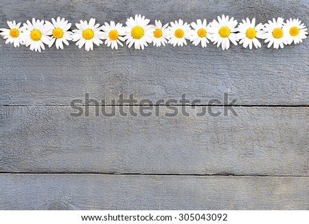 Straight line of daisies on wooden background.