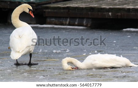 Image, Stock Photo Dead swan on ice with roses I