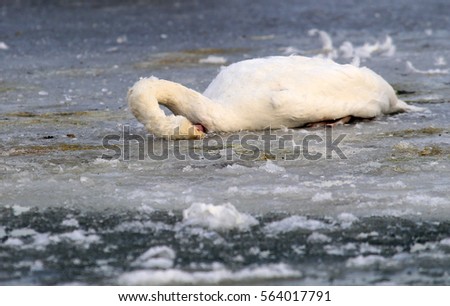 Similar – Image, Stock Photo Dead swan on ice with roses I