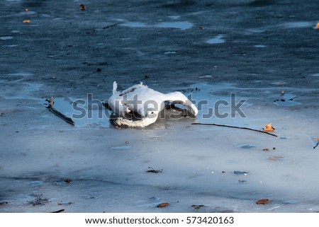 Similar – Image, Stock Photo Dead swan on ice with roses I