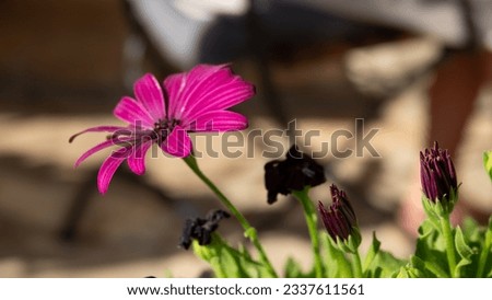 Similar – Image, Stock Photo The capitulum (Osteospermum ecklonis) is a popular balcony plant.