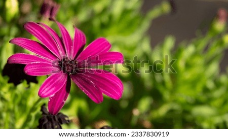 Similar – Image, Stock Photo The capitulum (Osteospermum ecklonis) is a popular balcony plant.