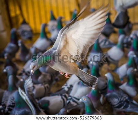 Similar – Image, Stock Photo dovecote Dovecote pigeons