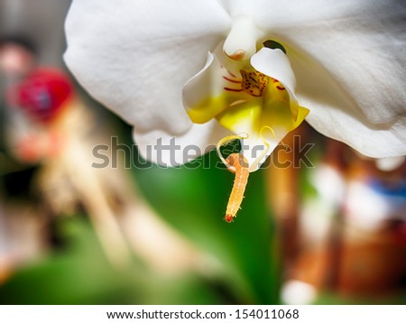 Worm on the white orchid