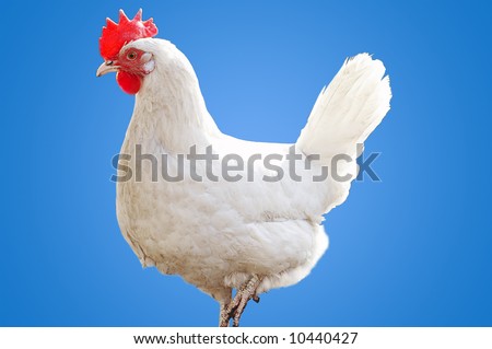 White hen on a blue background