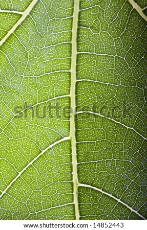 detail of transparent fig leaf