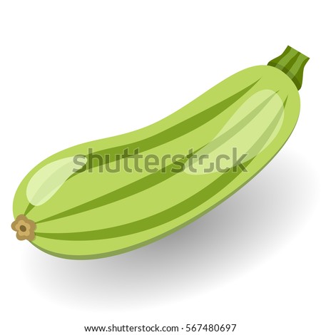 Fresh zucchini isolated on background. Squash whole. Fresh vegetable marrow isolated. Oblong, green squash. Vegetable marrow courgette or zucchini. Harvest courgette organic ingredient. 