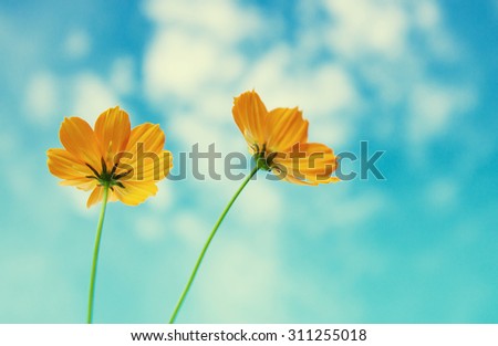 Flowers and sky