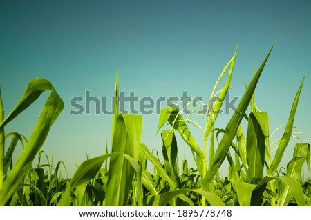 Similar – Image, Stock Photo Harvested cornfield with fruit trees on the horizon.