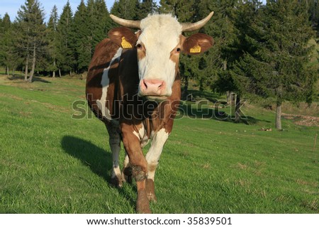 cow eating grass, closeup of a grazing cow, brown cow on a green grass, european cow grazing, farm cow in a field, brown cow in the mountains