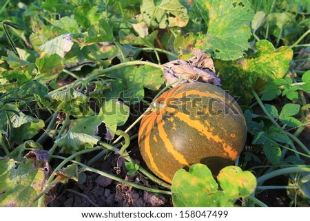 Close-up of a Cantaloupe melon (Cucumis melo) ripening on plant vines, on a Chiang Mai central valley farm.