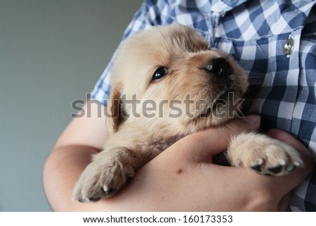 Golden puppy in the embrace of a woman.
