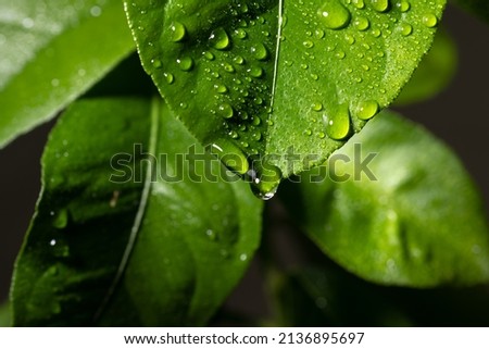 Similar – Foto Bild Detail der regen Tropfen auf sonnigen Blatt der Agave Pflanze