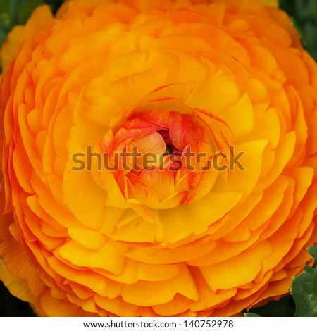 Beautiful orange herbaceous peony with red lace.
