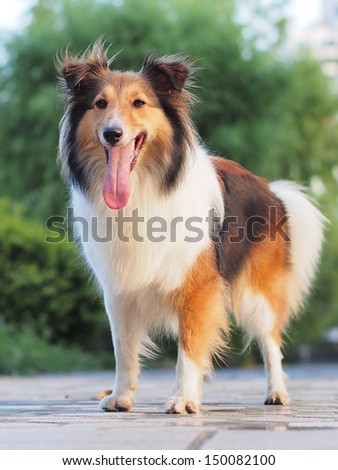 Dog-smiling Shetland sheepdog waiting to play with others