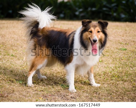 Dog-Shetland sheepdog, collie