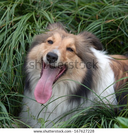 Dog, smiling Shetland sheepdog