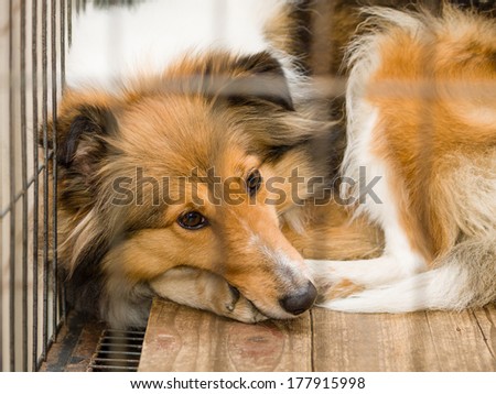 dog in cage series--Shetland sheepdog, her name is Sissi.