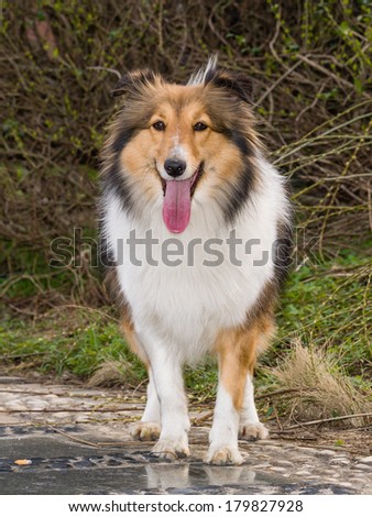 Dog, Shetland sheepdog waiting to play in field