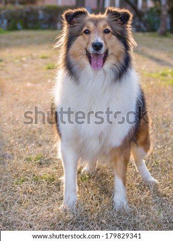 Dog, Shetland sheepdog waiting to play in field, back lighting portrait.