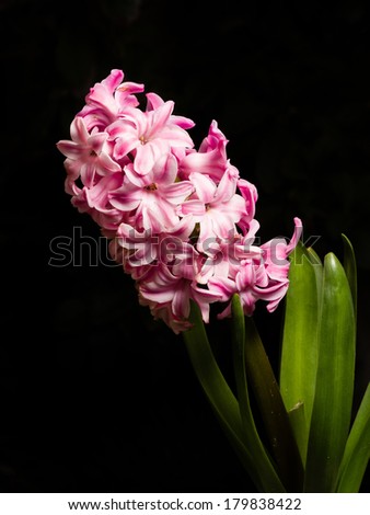 Home flower series,  pink hyacinth